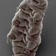 Image for article titled Extremophiles I Have Known And Loved